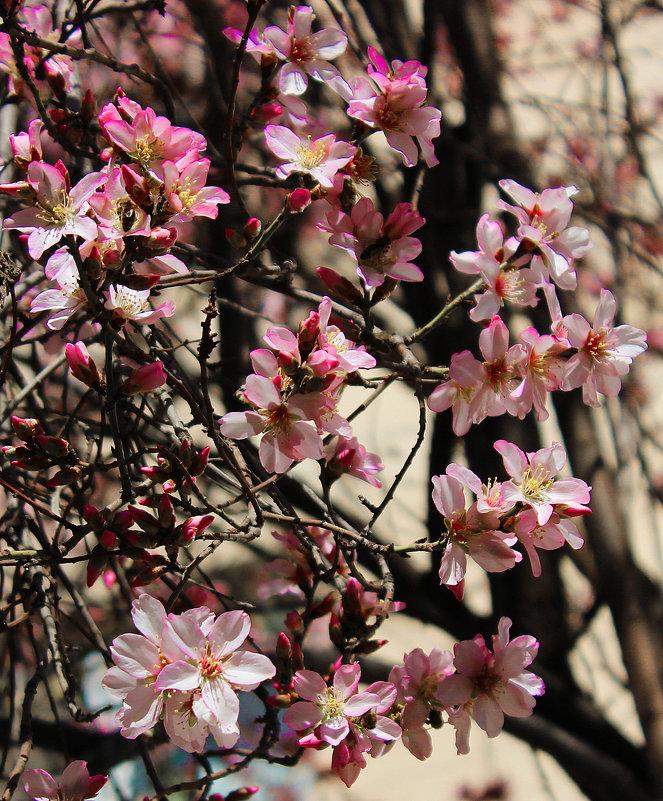 7 февраля, в Ташкенте цветет миндаль - Светлана 