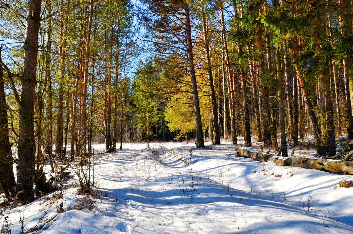 Зимний лес (февраль) - Милешкин Владимир Алексеевич 