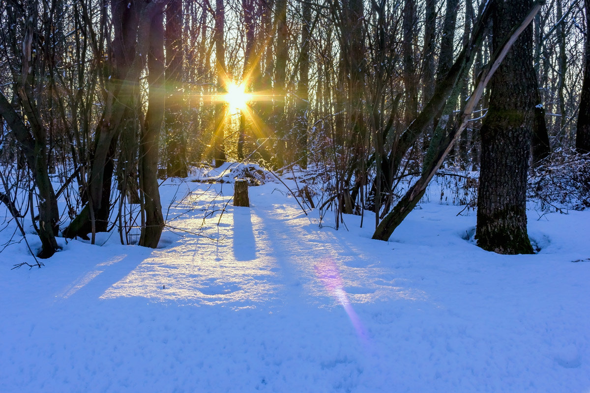 Солнце в лесу - Юрий Стародубцев