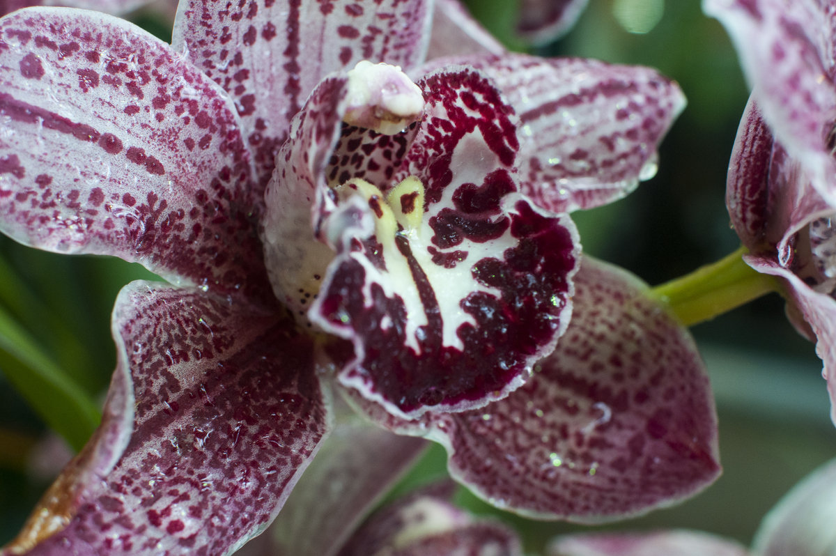 Красавица орхидея - marmorozov Морозова
