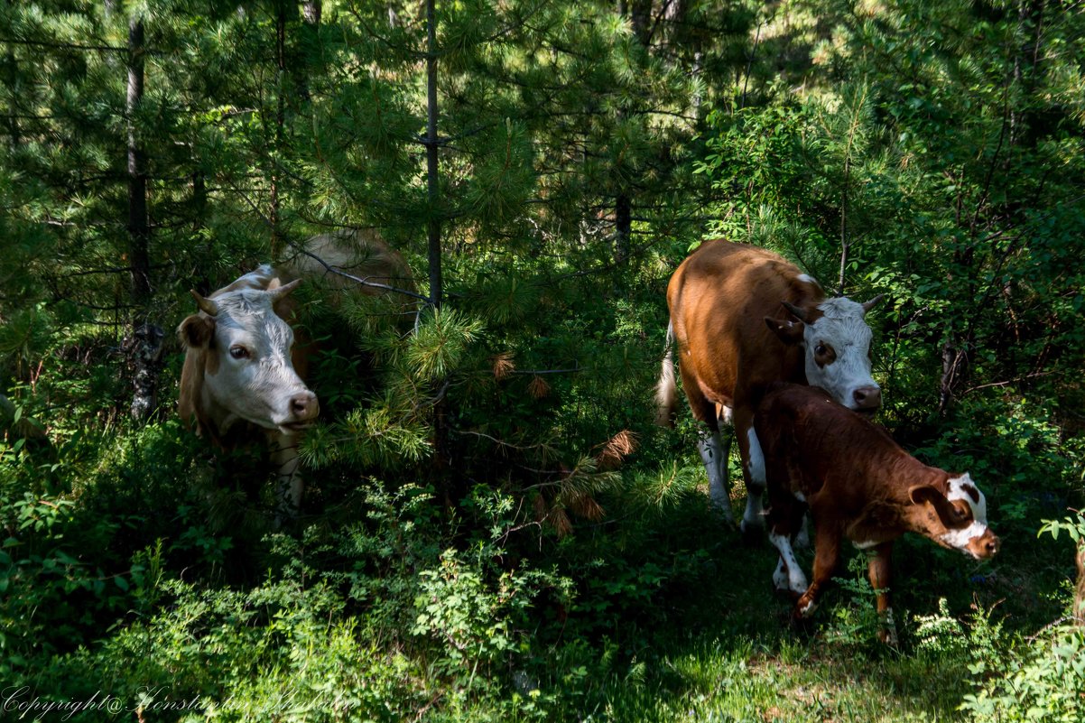 коровы в поисках горных лугов - Константин Шабалин