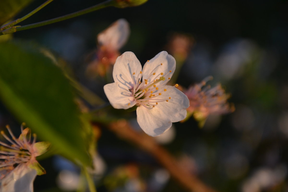 цветок вишни - Светлана 