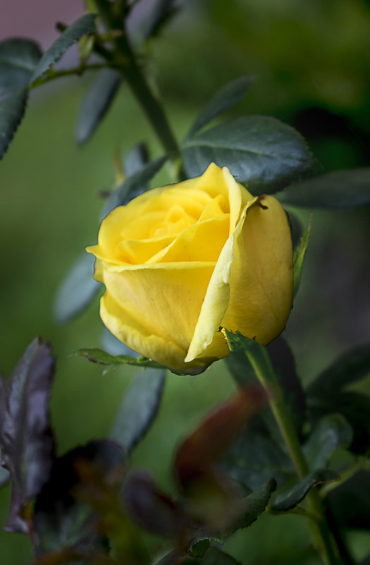 Роза жёлтая - Владимир Кроливец