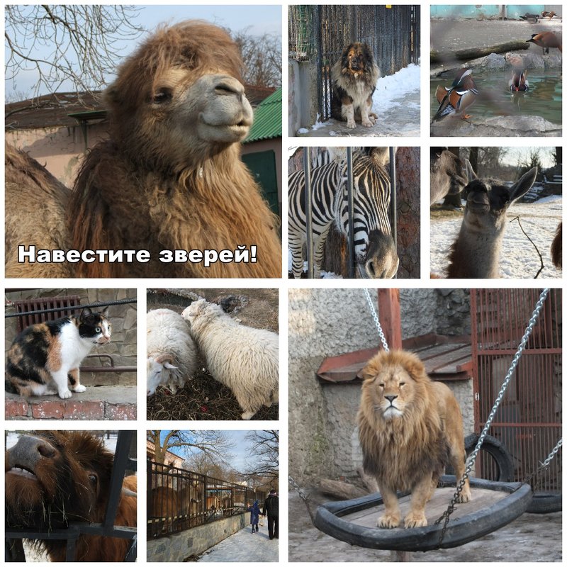Посетите зоопарк! - Наталья Тимошенко