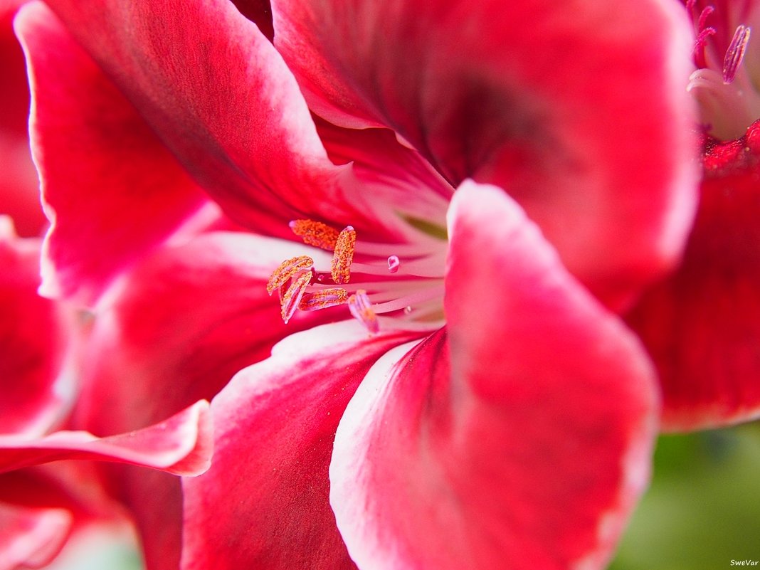 Розовое изящество - wea *