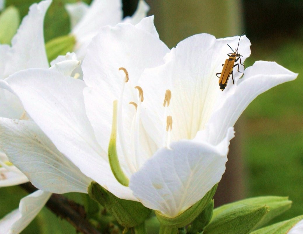 Цветок орхидейного дерева(лат.Баухиния) - Антонина 