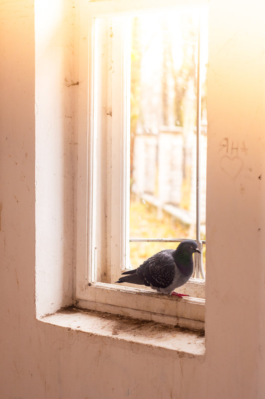 голубь на окне - Тася Тыжфотографиня
