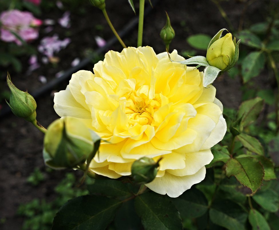 Желтая роза - Елена Павлова (Смолова)