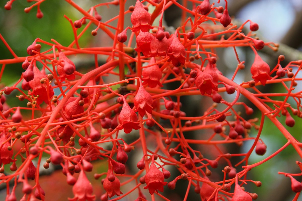 Брахихитон кленолистный (Brachychiton acerifolium) - Антонина 