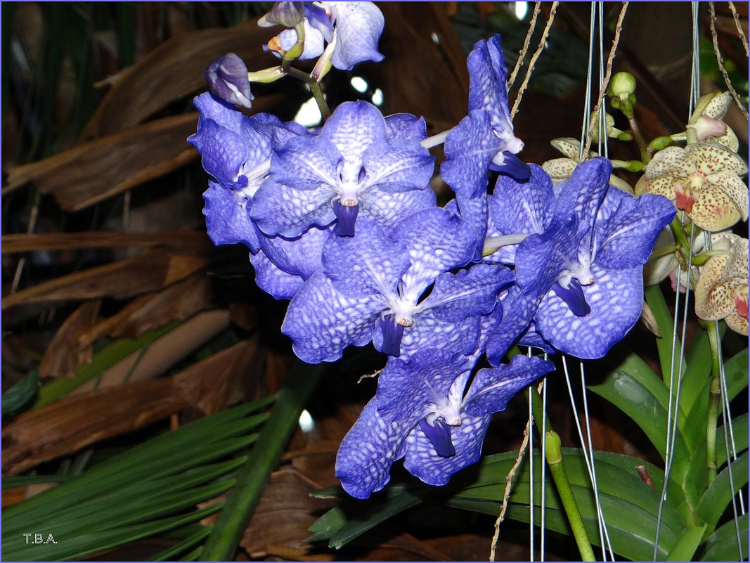 Орхидея Ванда - Вера 
