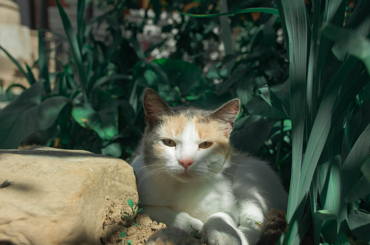 Монастырская кошка - Светлана Королева