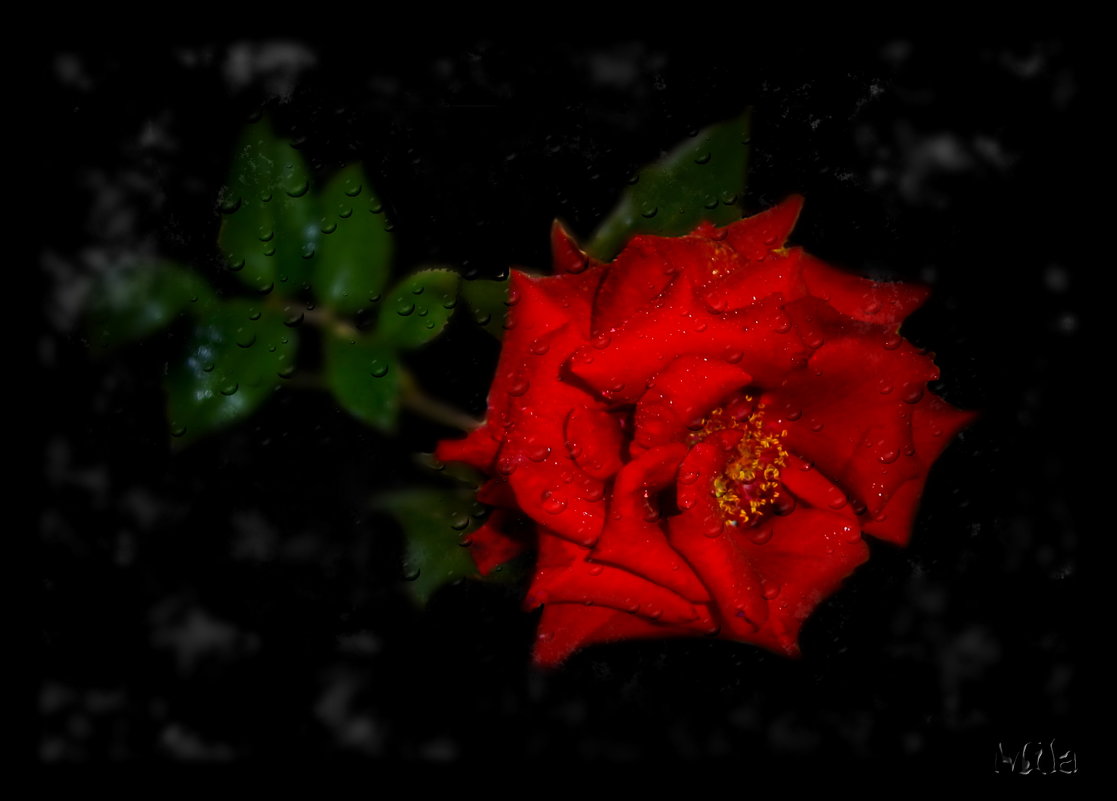 Ты подарил мне розу красную.......... - Людмила Богданова (Скачко)