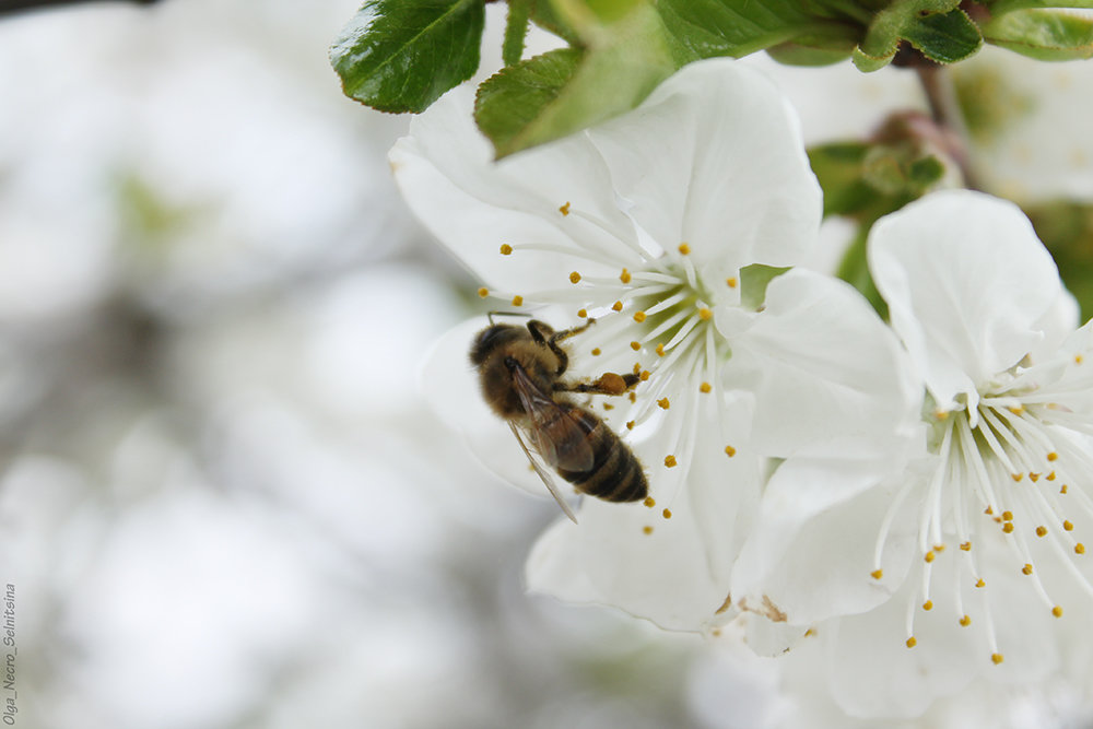 Пчела на цветах вишни - Ольга Сельницына