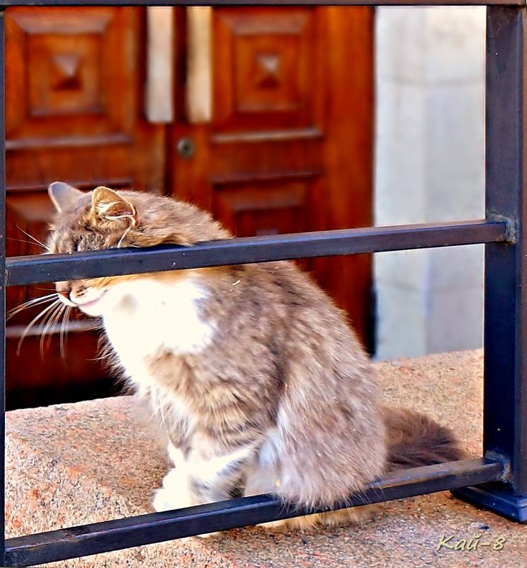 Портрет стеснительной кошки в рамке - Кай-8 (Ярослав) Забелин