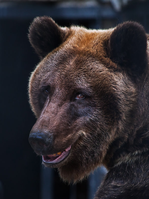 Бурый медведь - Владимир Габов