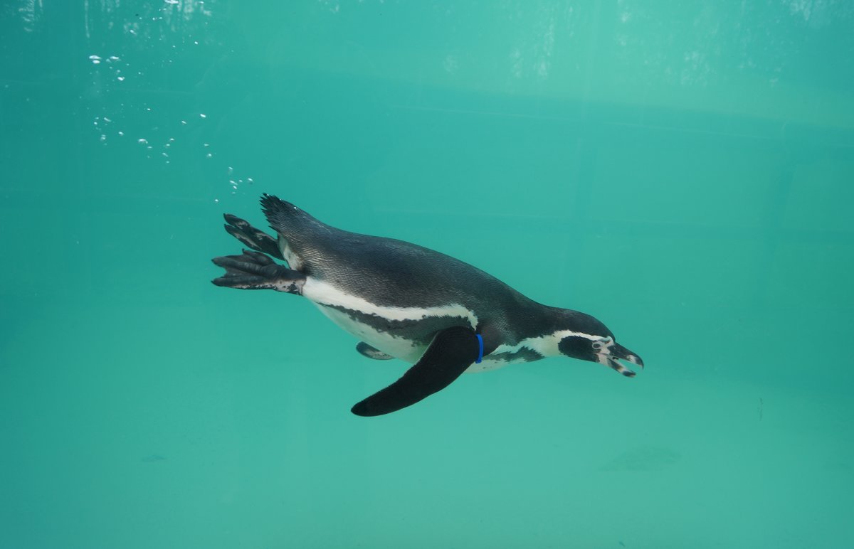 Пингвин под водой - Natalia Harries