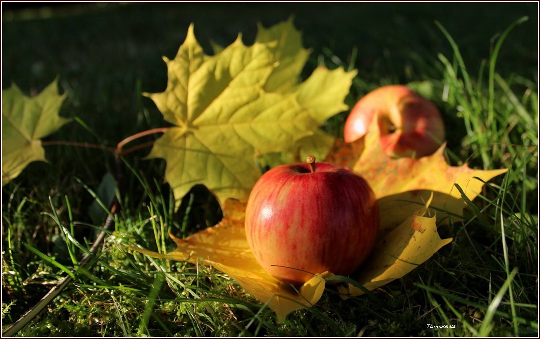 Яблочки в садочке - Татьян@ Ивановна