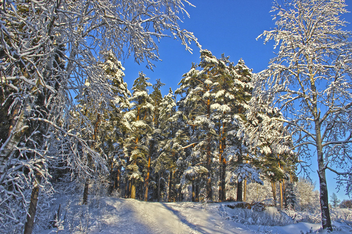 Лес зима - Краснов  Ю Ф 