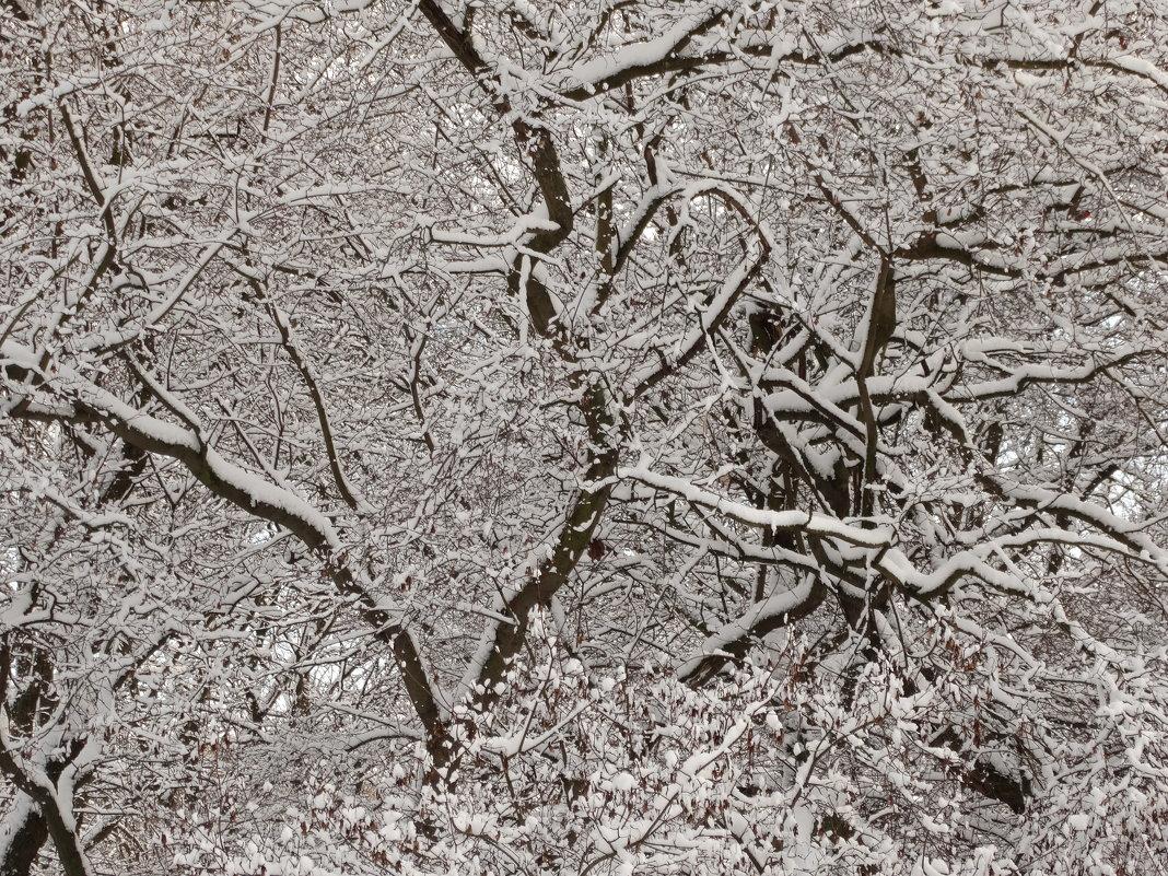 Ветки дерева в снегу - Владимир Гилясев