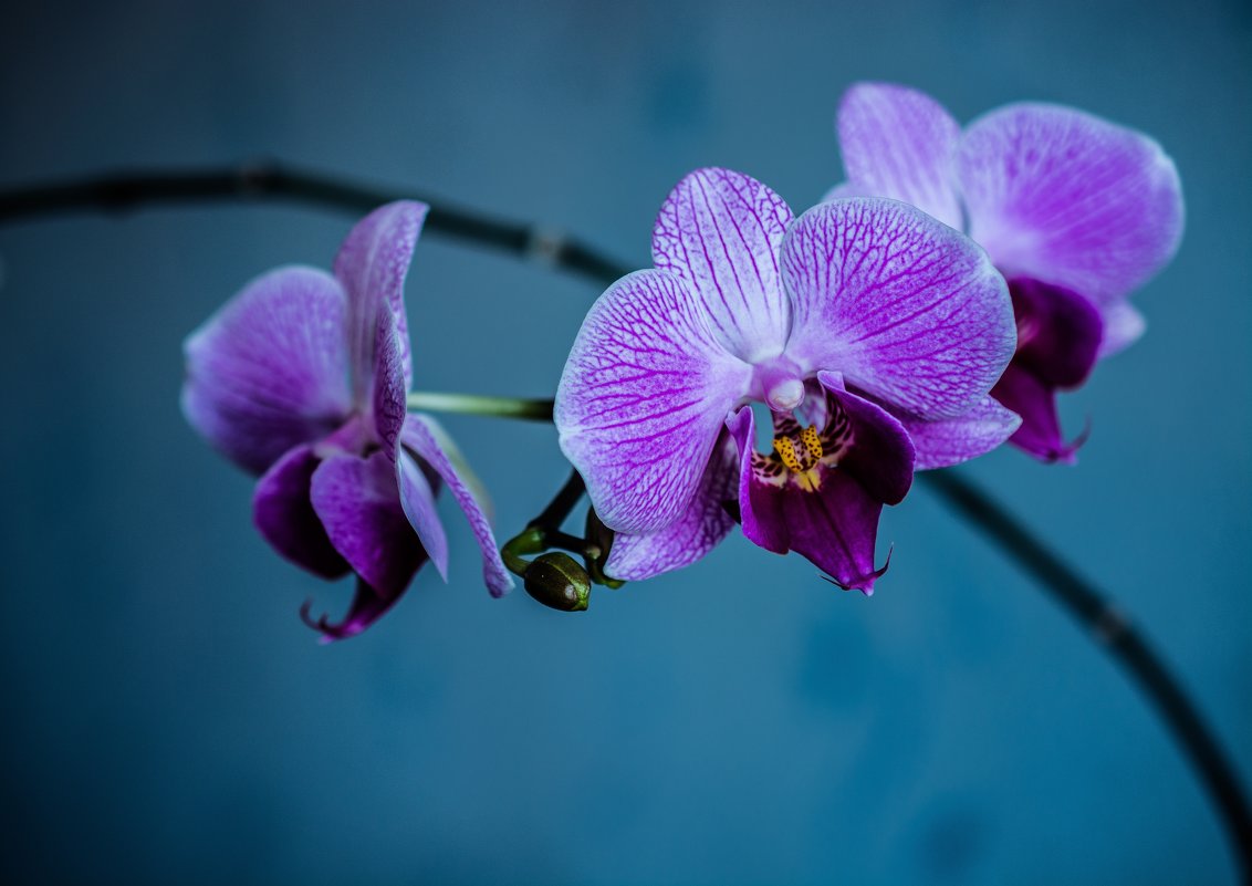 Орхидея - Андрей Поляков