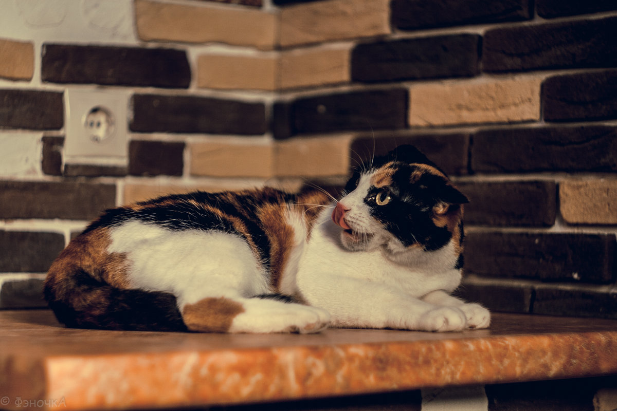 кошка из приюта - Виктория Коломиец
