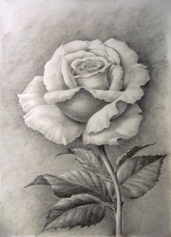 Роза - rv76 