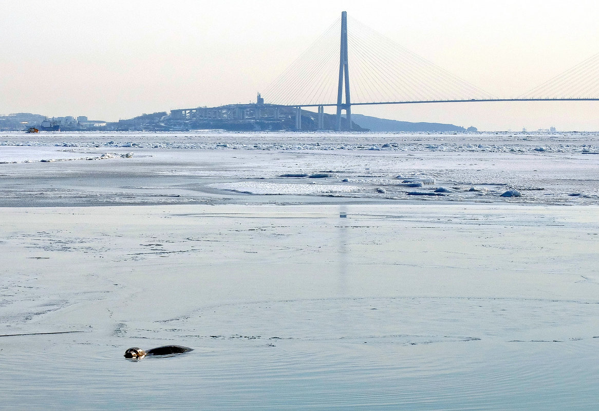 мост и тюлень - Ingwar 