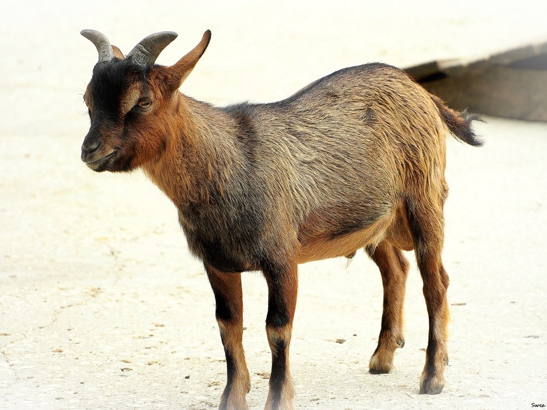 Камерунская коза - wea *