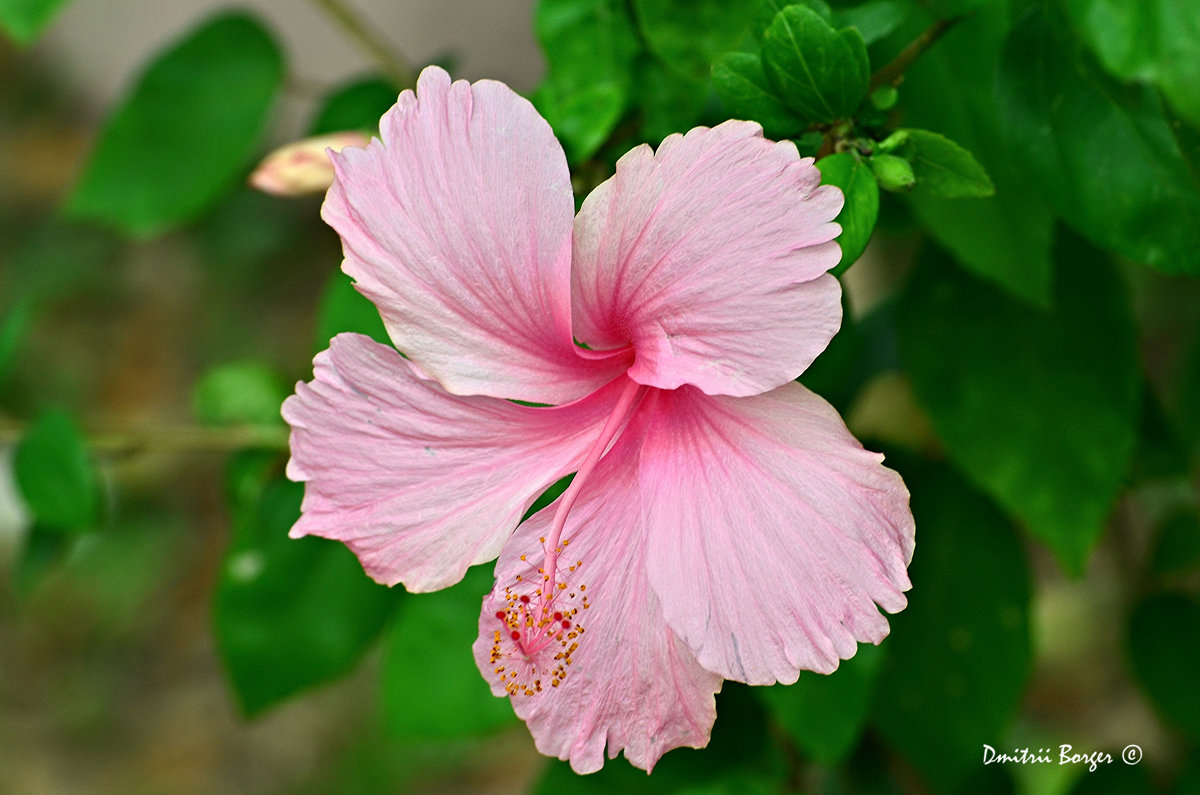 Цветы Таиланда - гибискус - Дмитрий Боргер