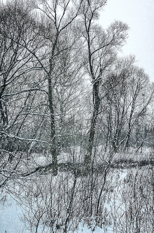 Зимы ждала, ждала природа. Снег выпал только в январе. - Людмила Финкель