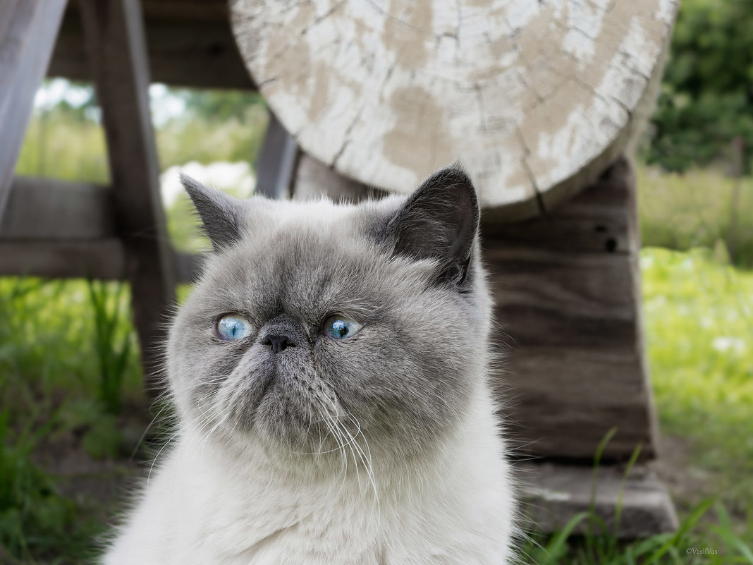 Exotic shorthair  cat. - Илья В.