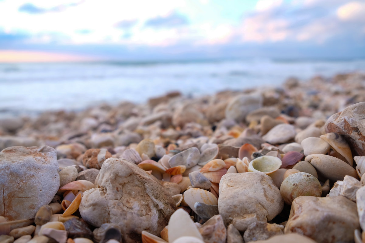 shore shells - A.M. Photo