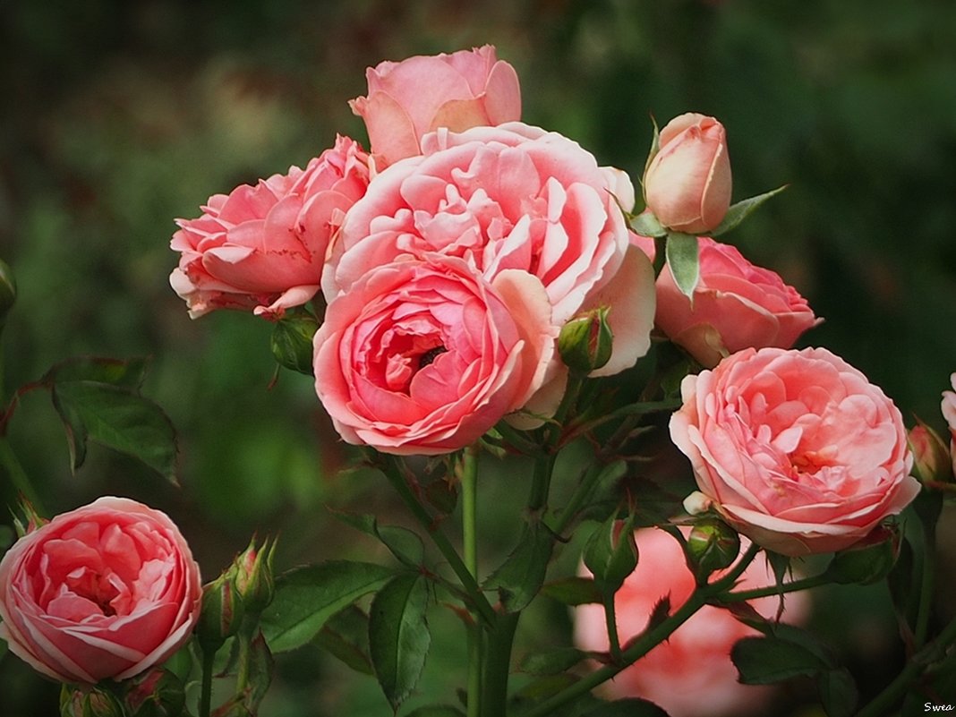 Rosa floribunda "Kimono" - wea *