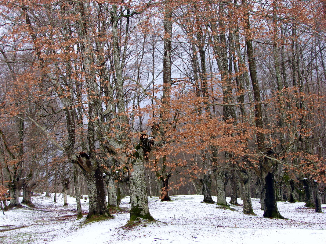 Зимний лес. - Olga Grushko