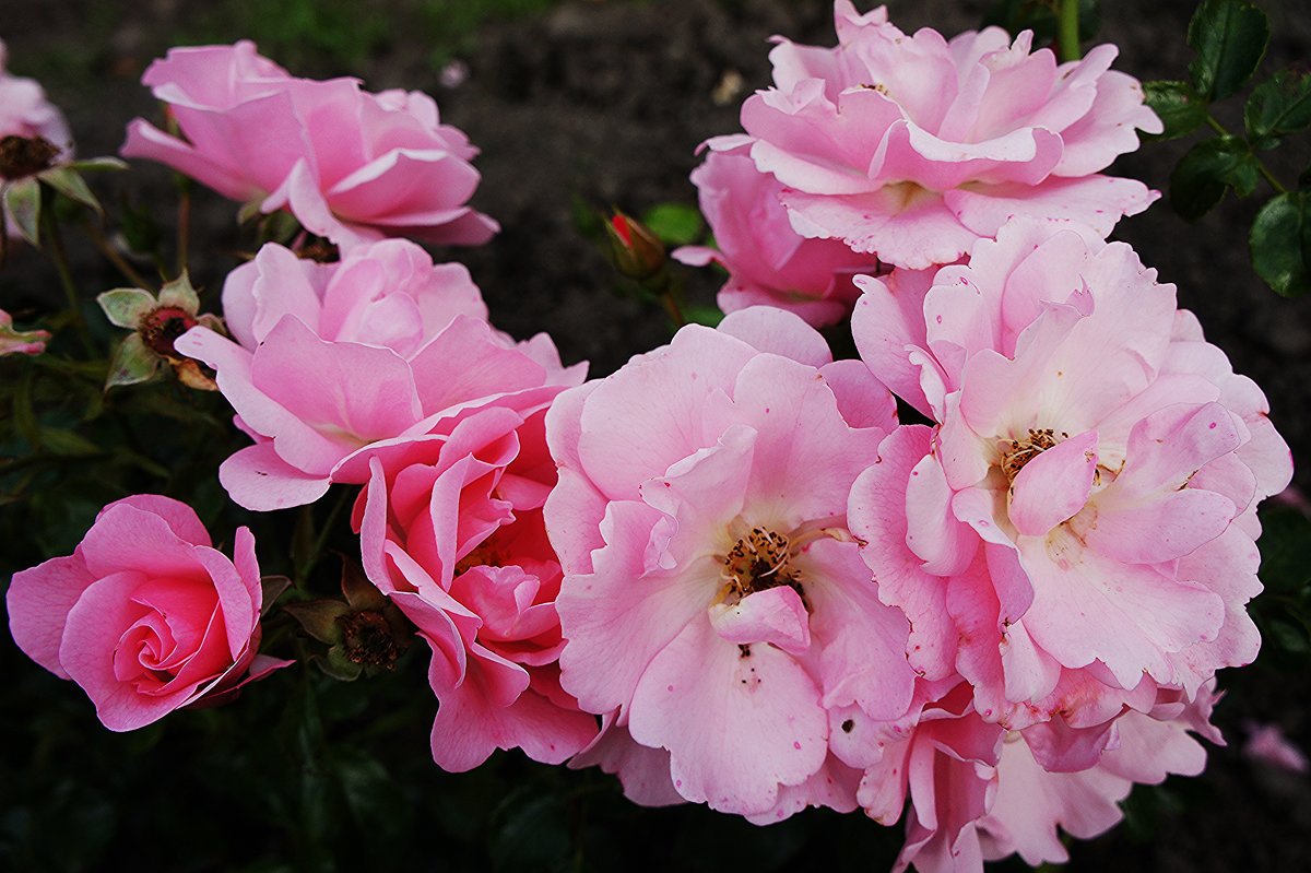 Роза "Poulsen`s Pink", год создания 1939, группа флорибунда розы - Елена Павлова (Смолова)
