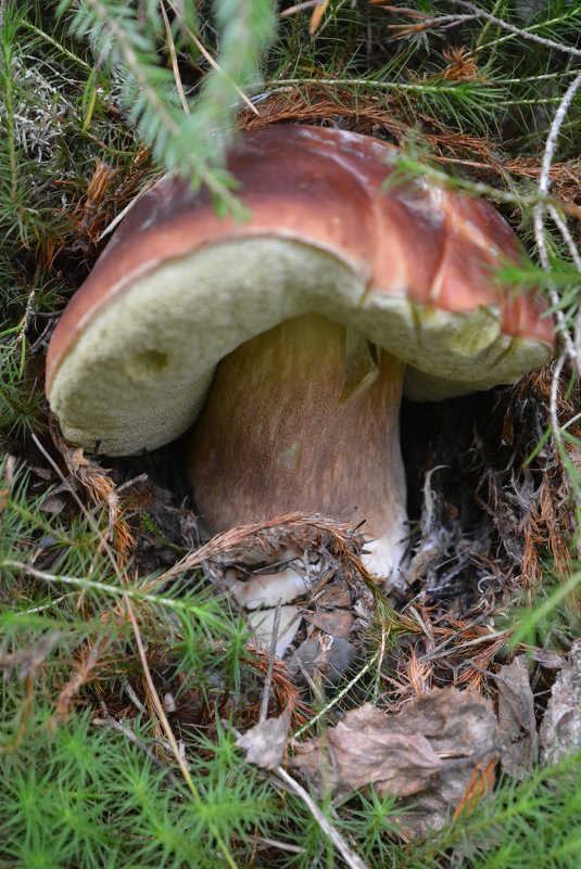 Карельские грибы - Светлана Ларионова