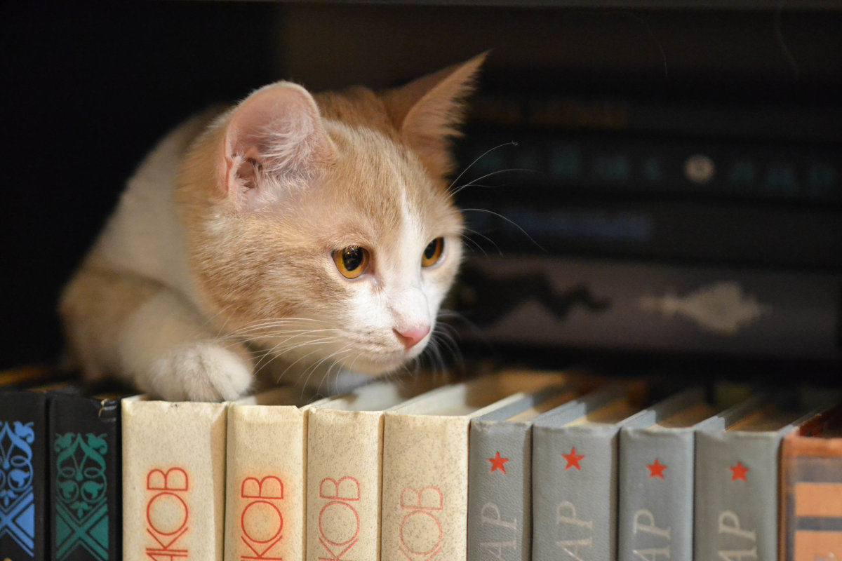 Кошка-книголюб - cfysx 