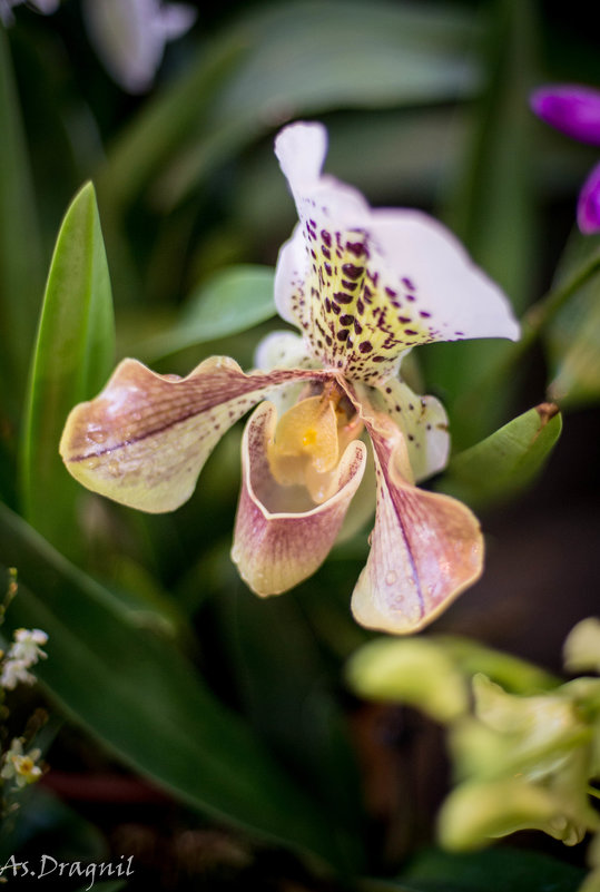 орхидея - Астарта Драгнил