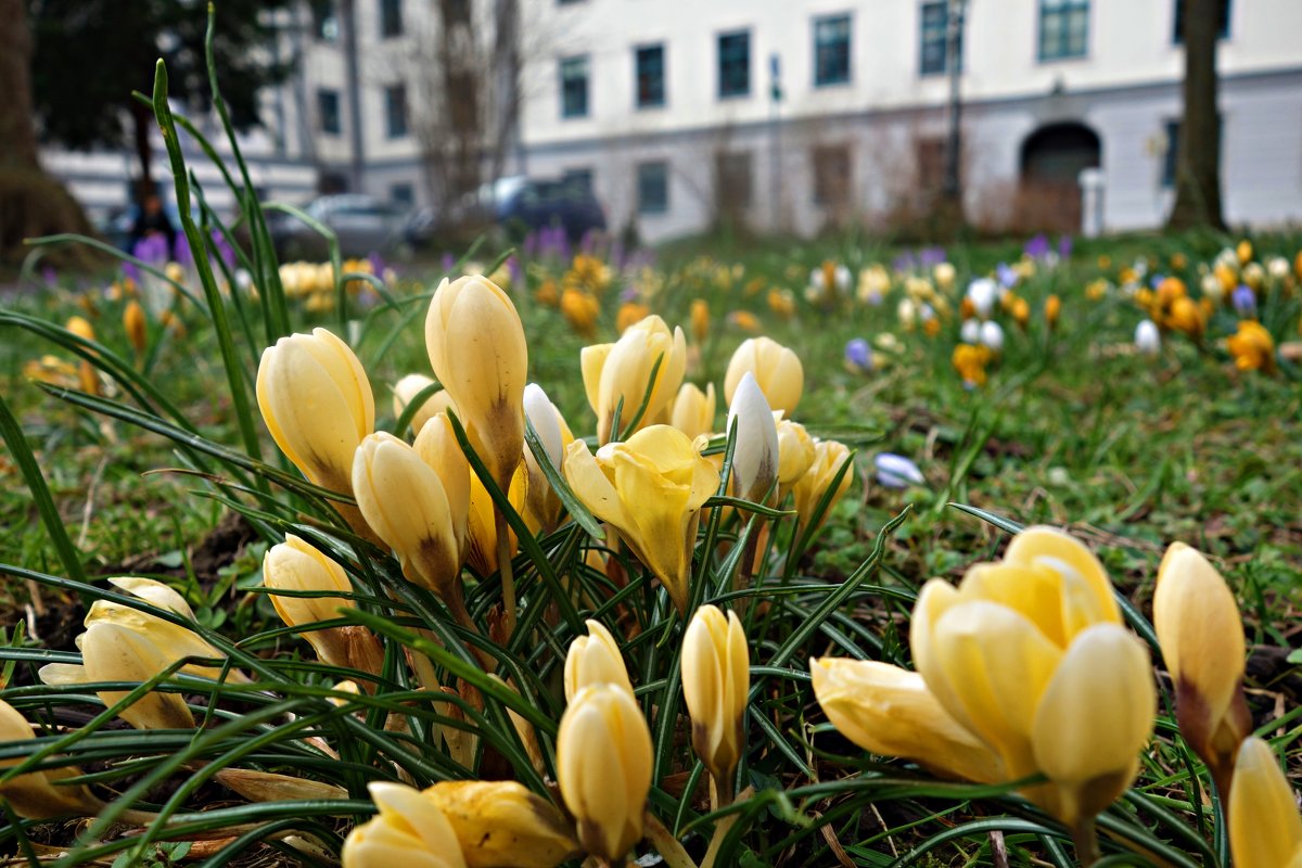 "А весна мимолётна как юность…" - Galina Dzubina