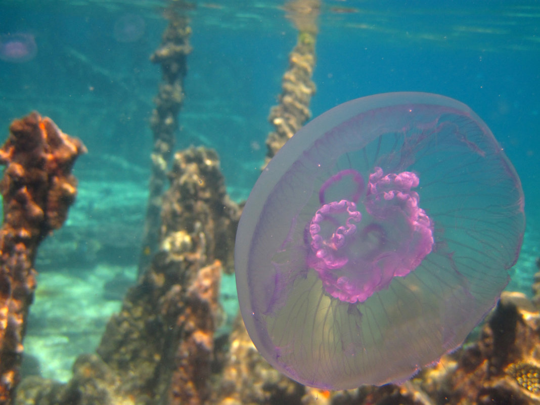 Медуза на фоне затонувшего корабля - Lukum 