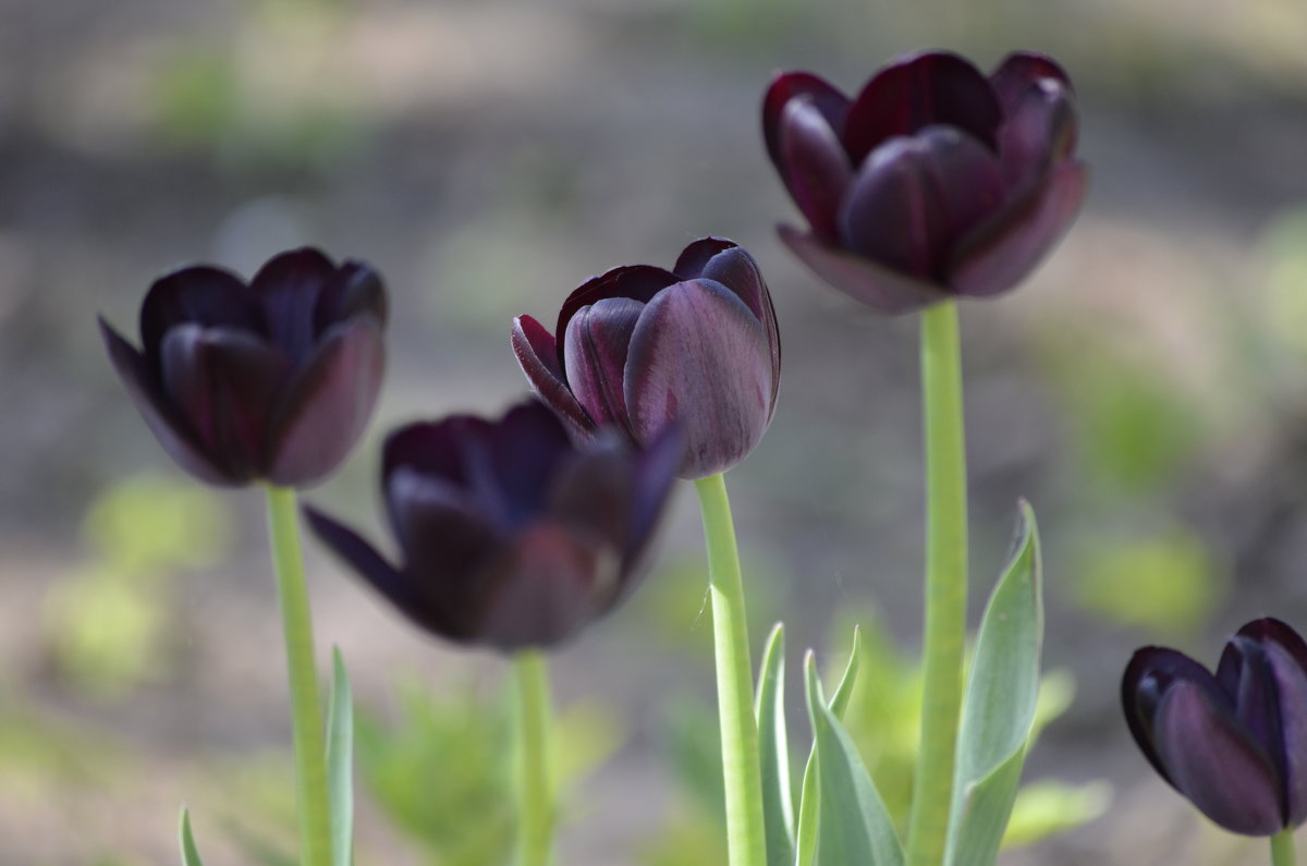 Черные тюльпаны - ЕСЕНИЯ ♥