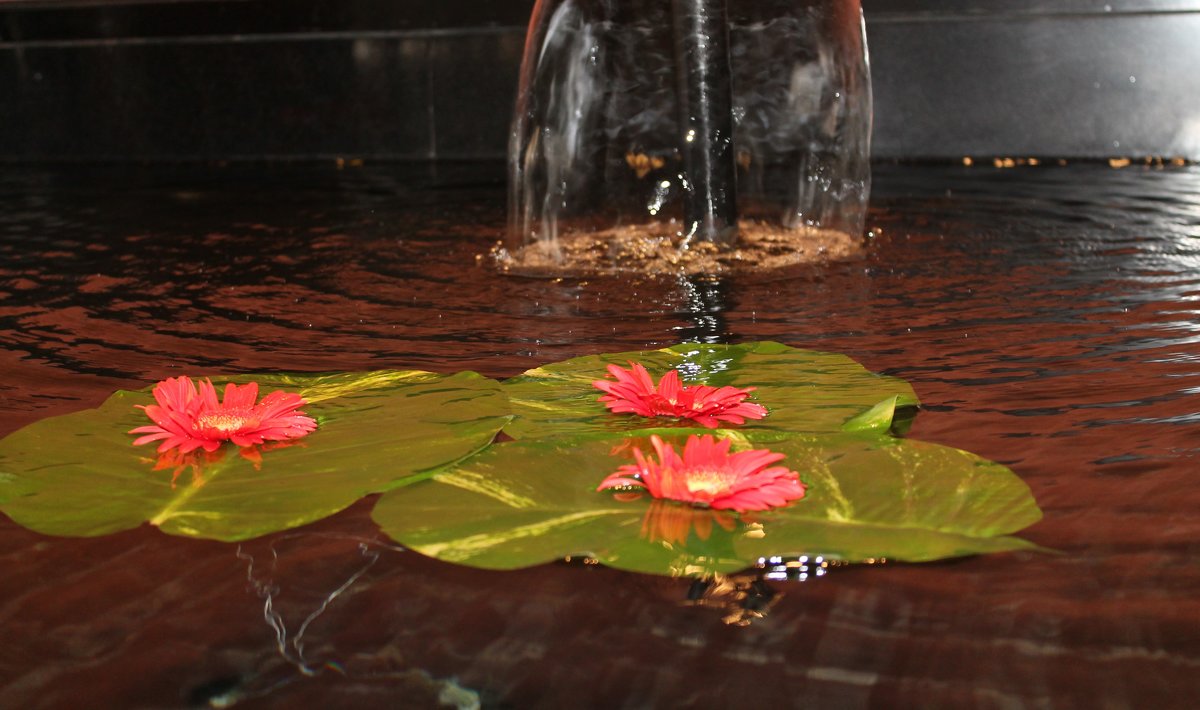 цветы на воде - maikl falkon 