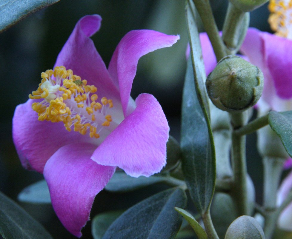 Лагунария Патерсона(Lagunaria patersonia)Hibiscus patersonius - Антонина 