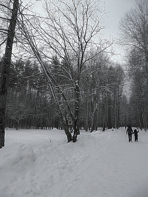 winter forest - Юлия Денискина