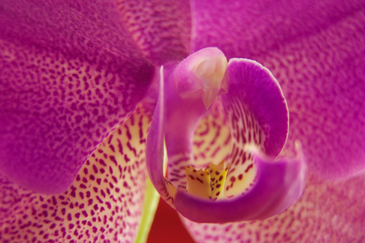 Орхидея - Руслан 
