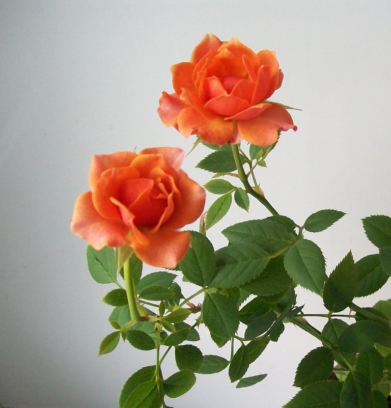Розы - Galaelina ***