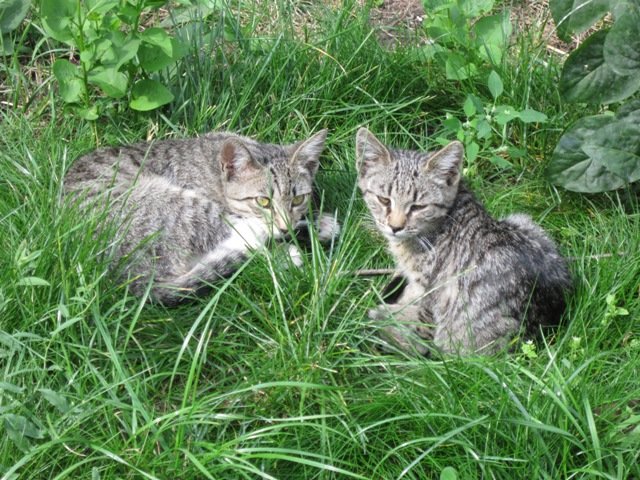 Две обычных серых кошки - Дмитрий Никитин