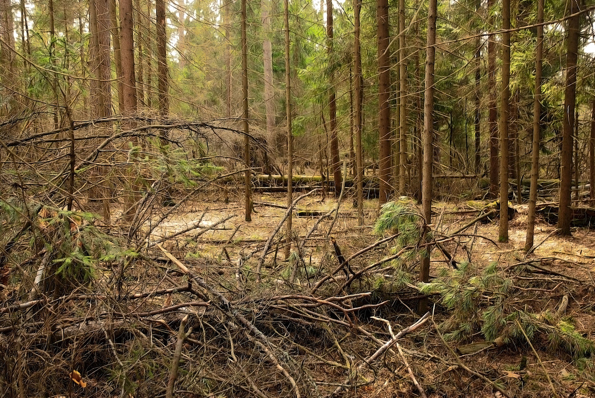 В мартовском лесу - sergej-smv 