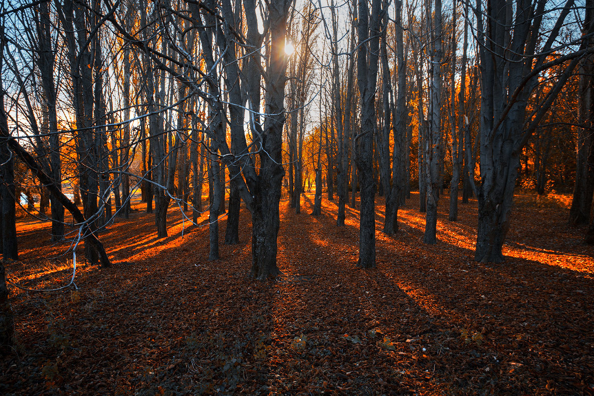 Утро в красном лесу - Alexander Asedach