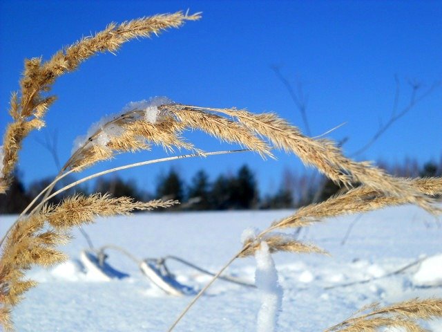 Колоски - Наталья 